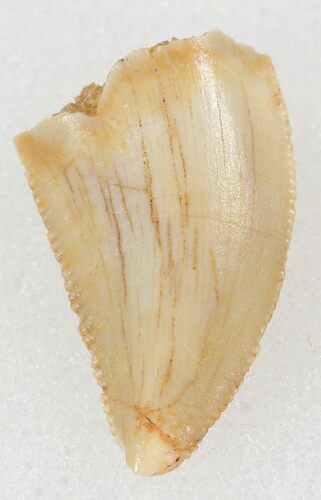 Serrated, Raptor Tooth - Morocco #37787